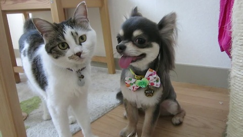 Curious cat inspects chihuahua's new haircut