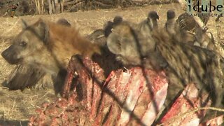 Hyenas & Vultures: Natures Clean-Up Crew