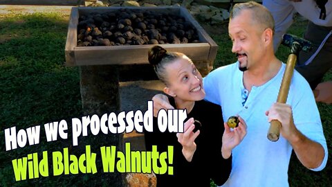 Wild Black Walnuts Harvesting and Processing! | SURVIVAL Prepping For Normal People