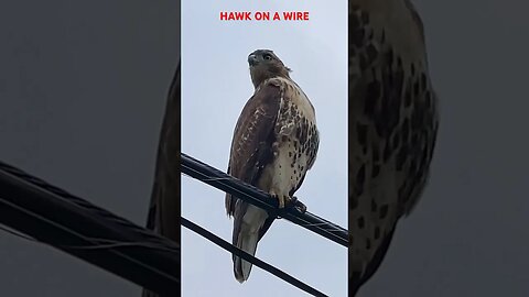 Hawk On A Wire