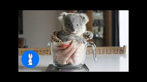 Baby Koala Bears Playing & Climbing - CUTEST Compilation