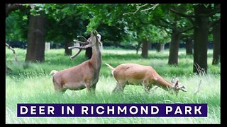 The Deer in Richmond Park