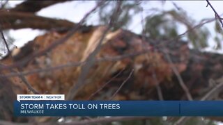 Storm knocks down trees: Mary Jo Ola reports