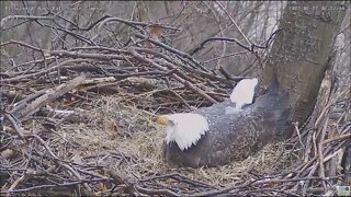 Hays Eagles Mom's rainwater rolls off an Eagles back! 22222 837am