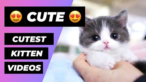 The best😍 funny cats💕 Favorite Cat Pet