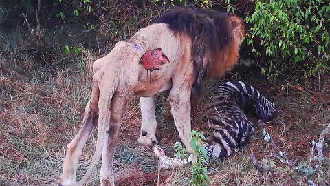 Tragic! Old King Lion Exhausted After the Fight for Prey- Lion Trying To Enjoy The Last Meal Of Life