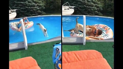 The Cat Accidentally Jumped Right into the Pool