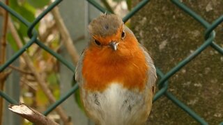 Two Birds chatting