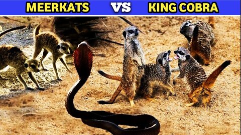 Brave Meerkat Family Vs King Cobra| Big Battle In The Desert|