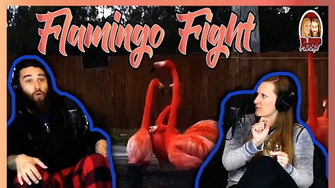 Flamingo Fight/Weird Stoner Animals | Til Death Podcast | CLIP | Recorded on 3.29.2021