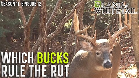 Which Bucks Rule the Rut? | Land of Whitetail