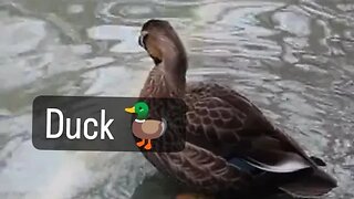 duck