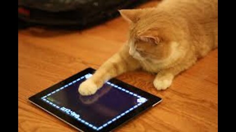 Funny Cat Video 2020 - Kittens Playing iPad