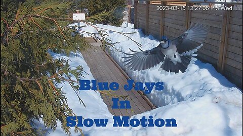 Blue Jays in Slow Motion