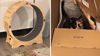 Cat Plays With Empty Box Instead Of Expensive New Gift