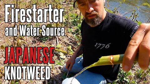 Japanese Knotweed | Fire Starter, Food, and Water Source | Foraging in Appalachia