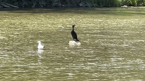 Cormorants tanning on the Humber River