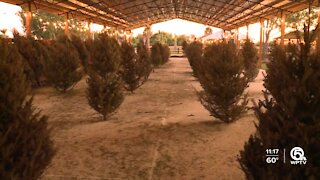Hobe Sound Farms giving free Christmas trees with purpose