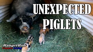 Unexpected Idaho Pasture Piglets