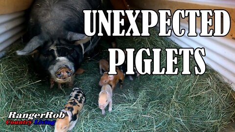 Unexpected Idaho Pasture Piglets