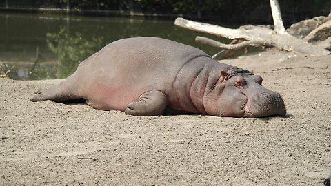 What Hippopotamus Think