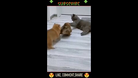 Funny Pets