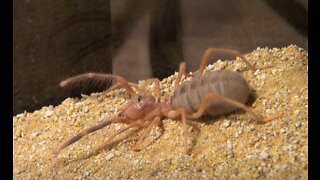 Camel Spider Video Update