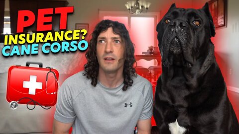 Cane Corso Pet Insurance - Is It a Scam?