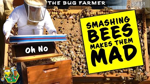 Don't smash your bees! | Inspecting small hives and hiding secret project. #beekeeping #beecastle