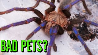 Why Tarantulas Make Bad Pets! (not clickbait)