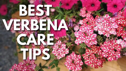 Verbena Lovers: Grow Bigger, Healthier Plants with These Tips 😉