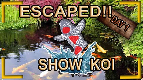 My show koi escaped
