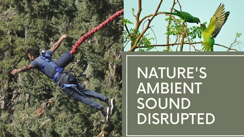 NATURE'S AMBIENT SOUND | Humans disrupting nature's peace