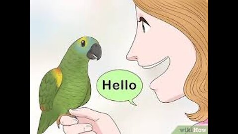 DIFFERENT WAYS TO TEACH YOUR PARROT TO TALK!