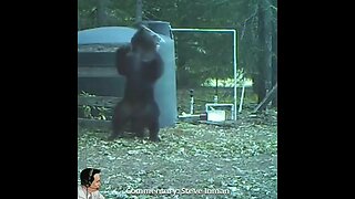 Bear tries to scratch his back but ends up getting hit in the egg roll
