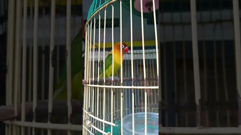 Burung LoveBird gacor