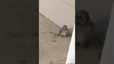 Baby bluejay 3