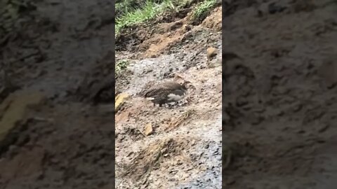 The Lone Ranger. Baby guinea fowl loves to adventure