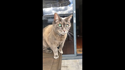 Blind cat gets up, but how will she get down.