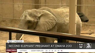 Omaha's Henry Doorly Zoo announces 2nd elephant is pregnant; Claire and Kiki due early next year