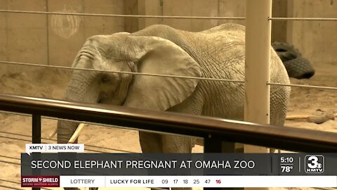 Omaha's Henry Doorly Zoo announces 2nd elephant is pregnant; Claire and Kiki due early next year