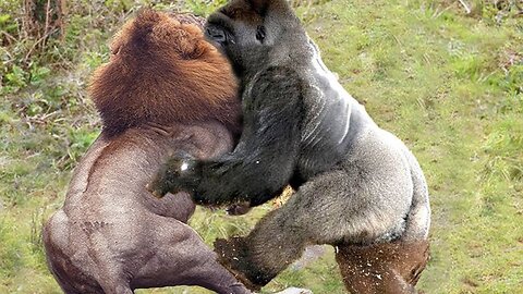 Fight between ancient gorilla and the king of the green forest - lion