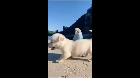 DOG & Birds Funny Video