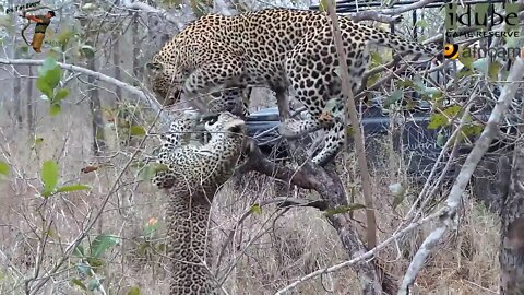 Leopard And Cub - Life Outside The Bushcamp - 46: Mother And Daughter Interactions