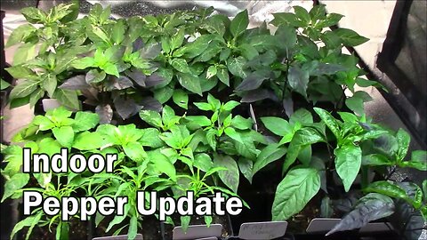 Indoor Pepper Plant Update - Carnivorous Plants Too