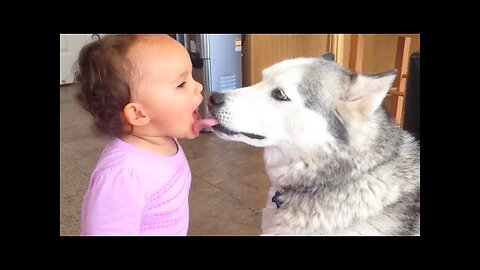 FUNNY99TEAM | BABY LOVES KISSING HUSKY | FUNNY DOGS