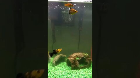 Live FishCam Video-Relaxing