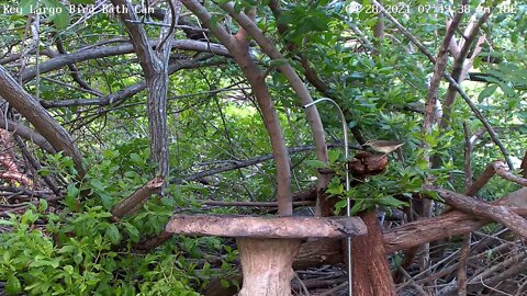 Northern Waterthrush can't stop dancing!