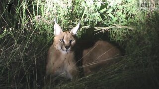 Rare Sighting of Relaxed Caracal