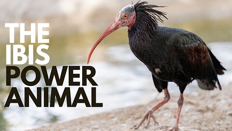 The Ibis Power Animal